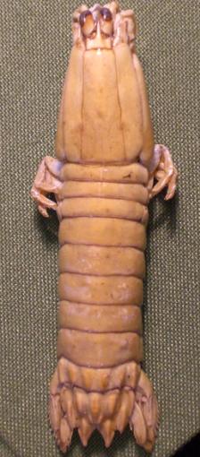 gonodactylus chiragra T.F.C..bmp